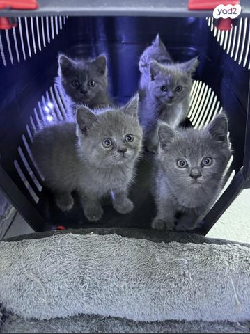 תמונת מודעה - חיות מחמד