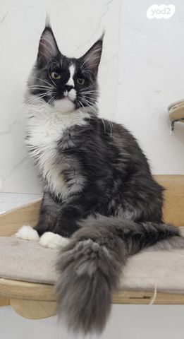 תמונת מודעה - חיות מחמד