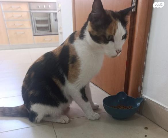 תמונת מודעה - חיות מחמד