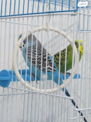 תמונת מודעה - חיות מחמד