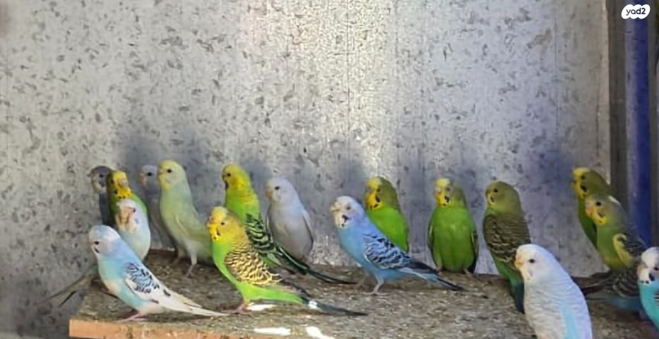 תמונת מודעה - חיות מחמד