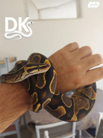 תמונת מודעה - חיות מחמד