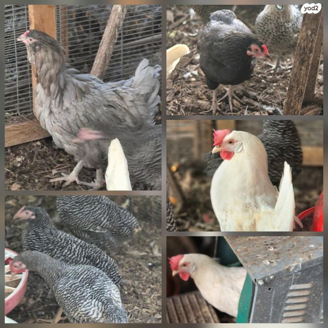 תמונת מודעה - חיות מחמד