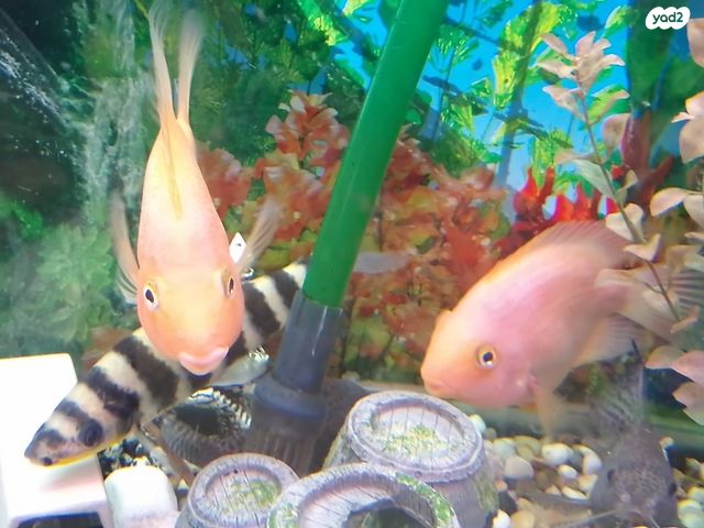 תמונת מודעה - חיות מחמד