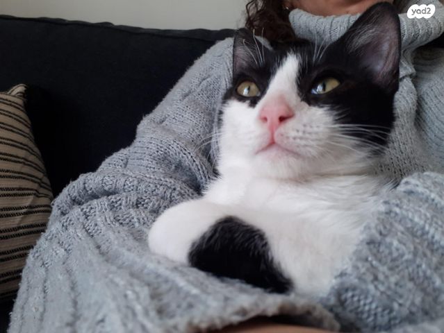 תמונת מודעה - חיות מחמד