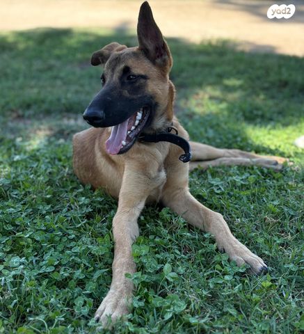 תמונת מודעה - חיות מחמד