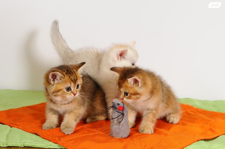 תמונת מודעה - חיות מחמד