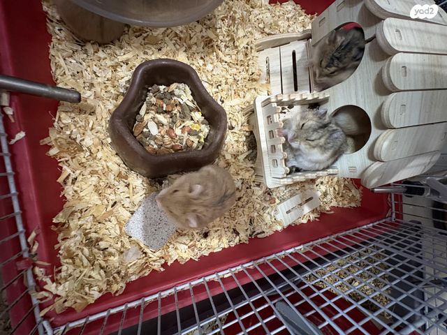 תמונת מודעה - חיות מחמד