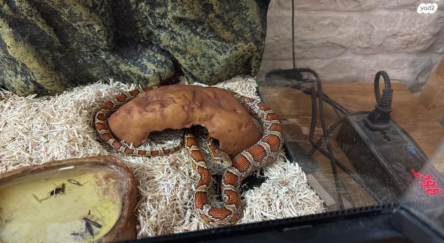 תמונת מודעה - חיות מחמד