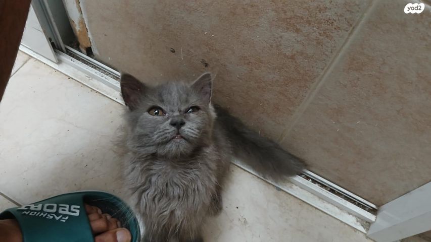 תמונת מודעה - חיות מחמד