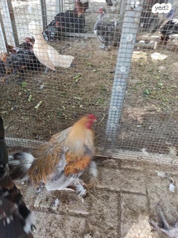 תמונת מודעה - חיות מחמד