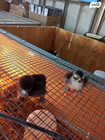 תמונת מודעה - חיות מחמד