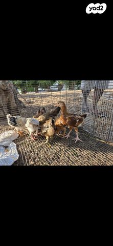 תמונת מודעה - חיות מחמד