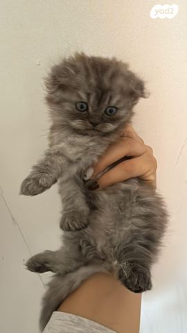 תמונת מודעה - חיות מחמד