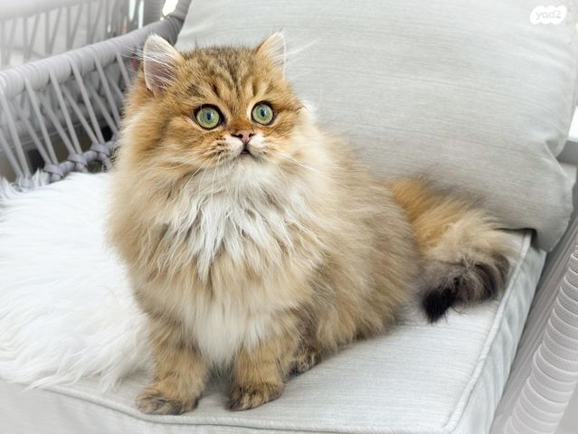 תמונת מודעה - חיות מחמד