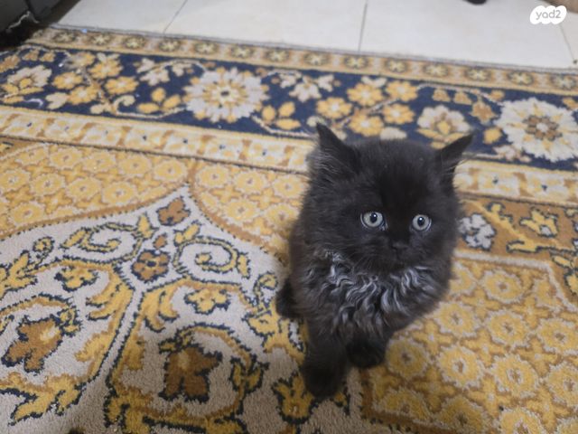 תמונת מודעה - חיות מחמד