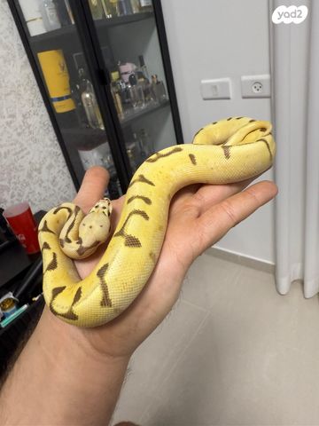 זוחל פיתון מתכדר