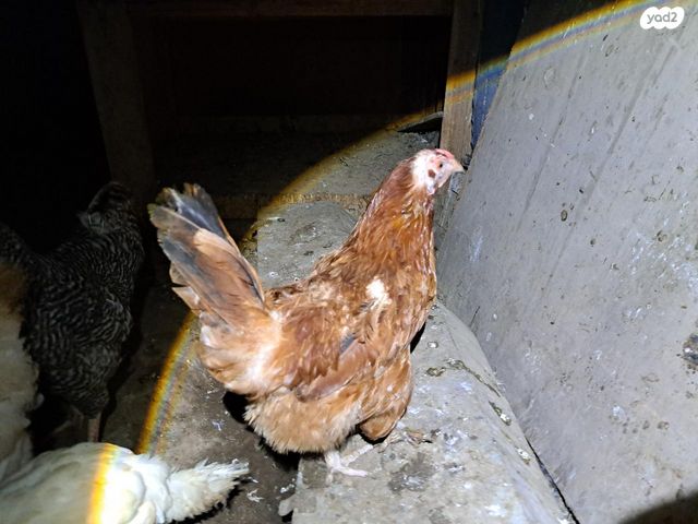 חיית משק בלאדי