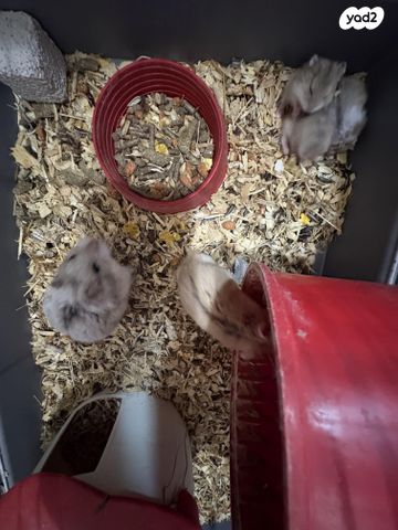 מכרסם אוגר סיבירי