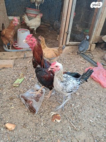 חיית משק בלאדי