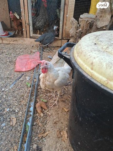 חיית משק בלאדי