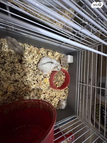 מכרסם אוגר סיבירי