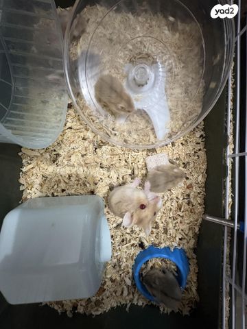 מכרסם אוגר סיבירי