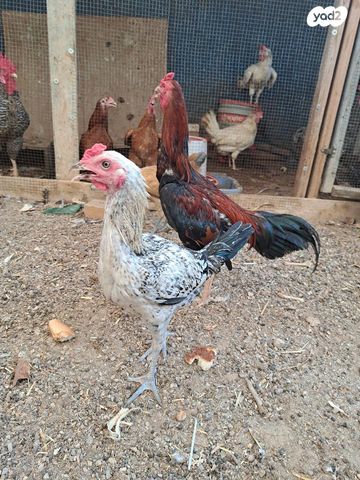 חיית משק בלאדי