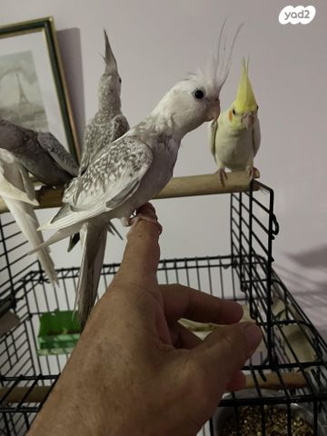 תוכי קוקוטייל