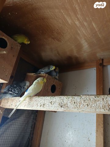 תמונת מודעה - חיות מחמד