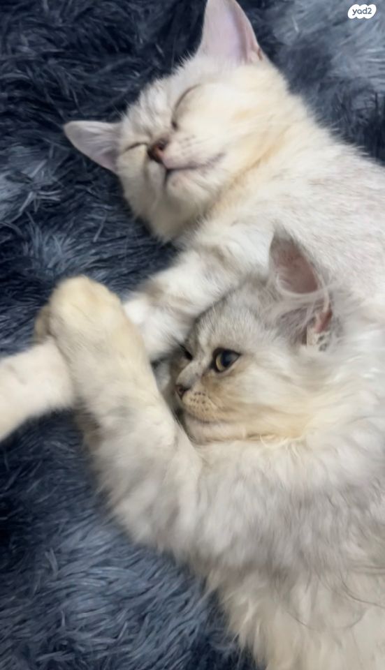 תמונת מודעה - חיות מחמד