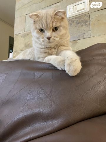 תמונת מודעה - חיות מחמד