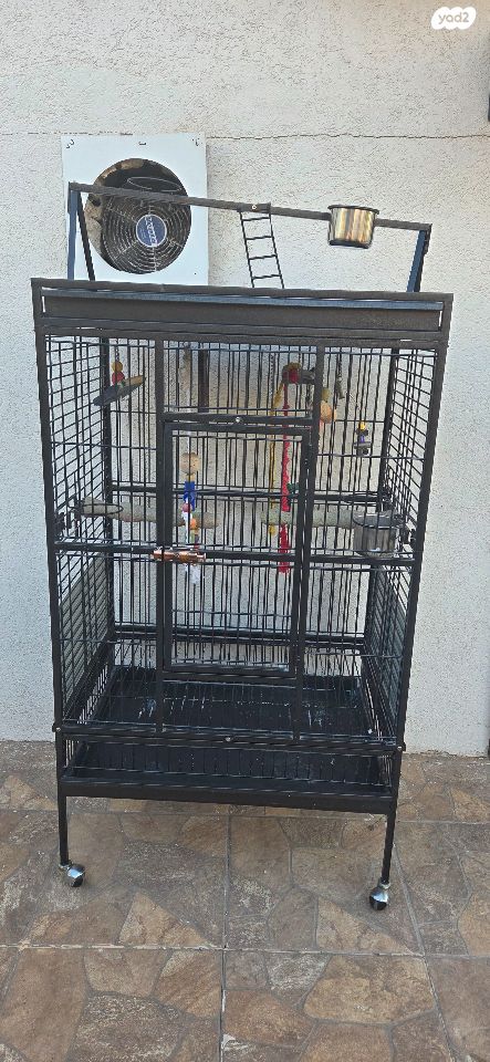 תמונת מודעה - חיות מחמד