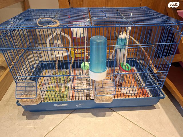 תמונת מודעה - חיות מחמד