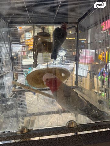 תמונת מודעה - חיות מחמד