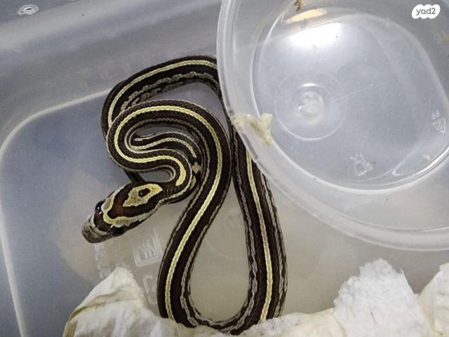 תמונת מודעה - חיות מחמד