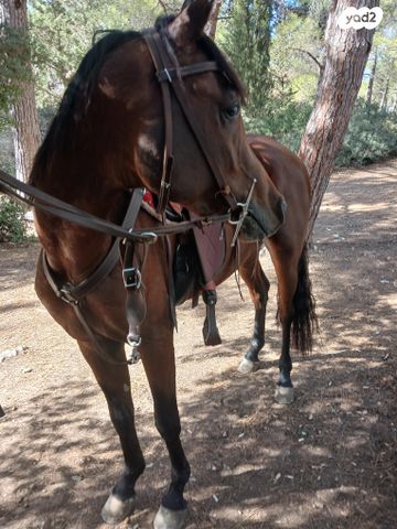 תמונת מודעה - חיות מחמד