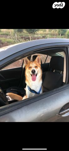 תמונת מודעה - חיות מחמד