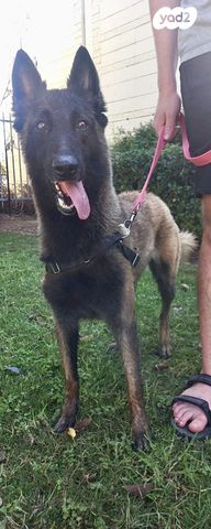 תמונת מודעה - חיות מחמד