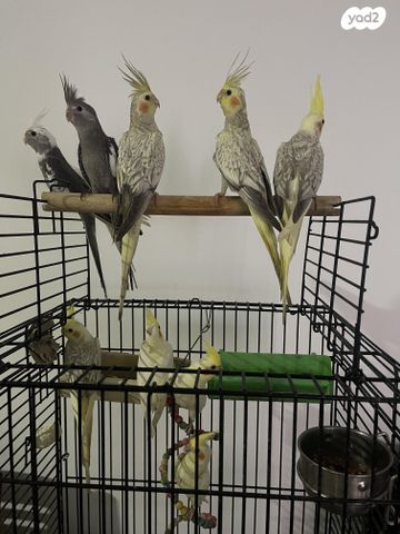 תמונת מודעה - חיות מחמד