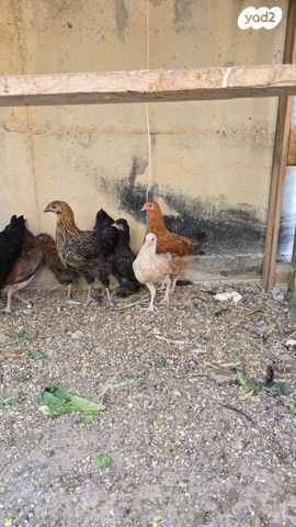 תמונת מודעה - חיות מחמד