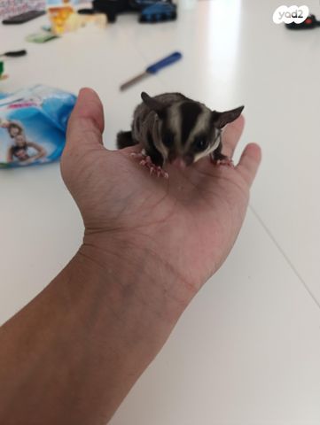 תמונת מודעה - חיות מחמד