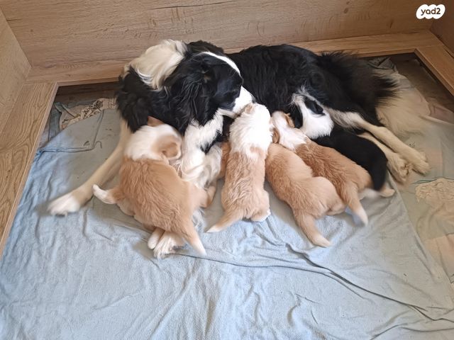 תמונת מודעה - חיות מחמד