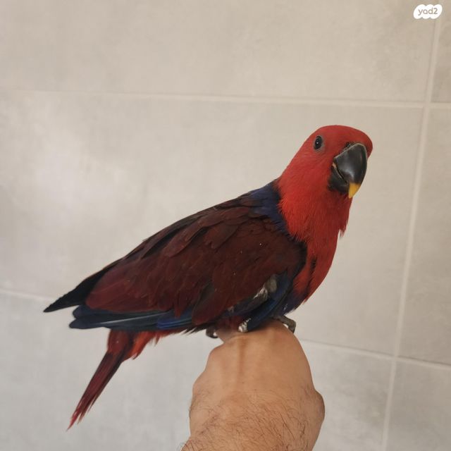 תמונת מודעה - חיות מחמד