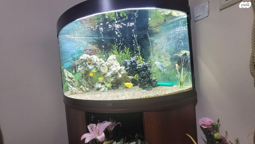 תמונת מודעה - חיות מחמד