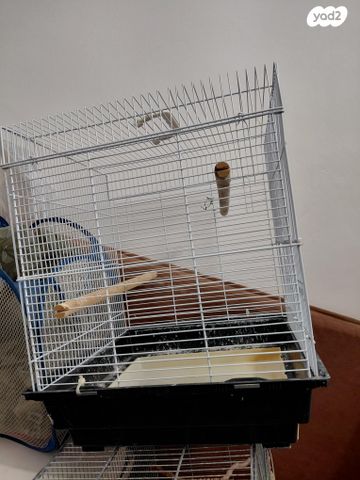 תמונת מודעה - חיות מחמד