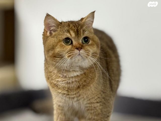 תמונת מודעה - חיות מחמד