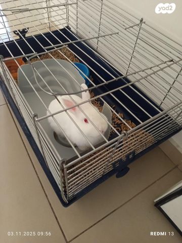 תמונת מודעה - חיות מחמד