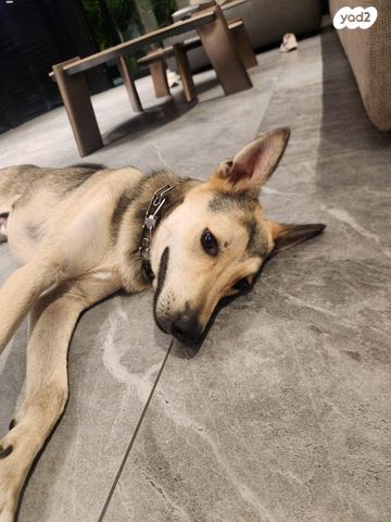 תמונת מודעה - חיות מחמד