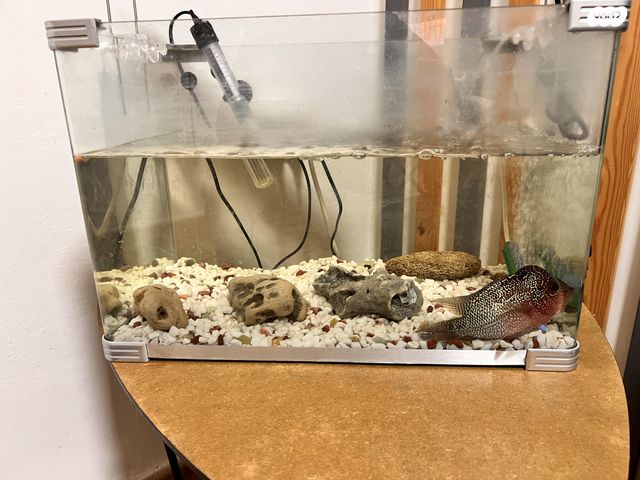 תמונת מודעה - חיות מחמד